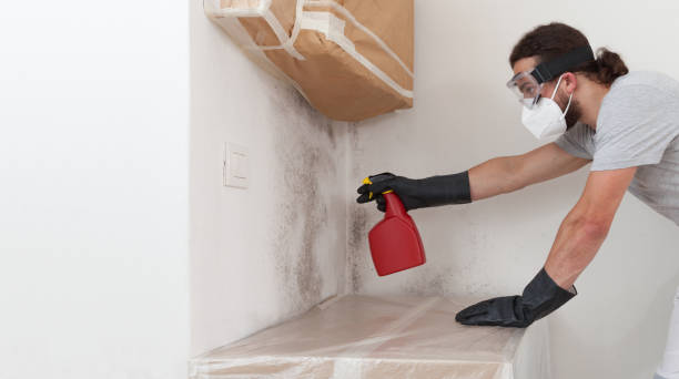 Professional Basement Mold Remediation technician working in Freeland, WA